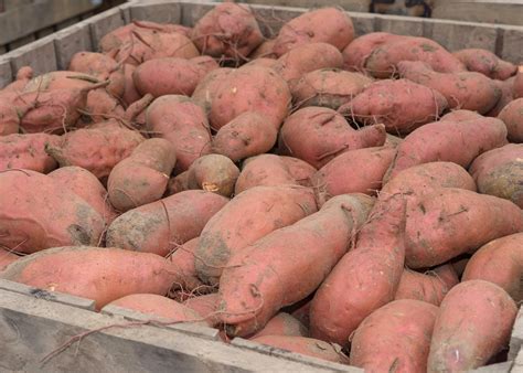 Is sweet potato for bulking or cutting?