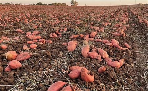 Is sweet potato profitable?