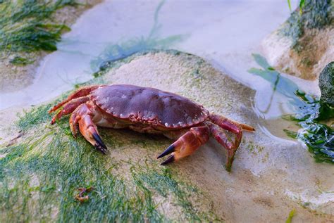Is swimming crab edible?