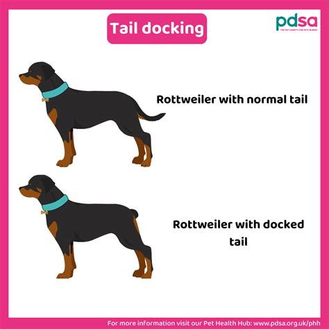 Is tail docking illegal in UK?