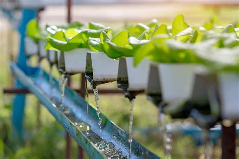 Is tap water OK for hydroponics?