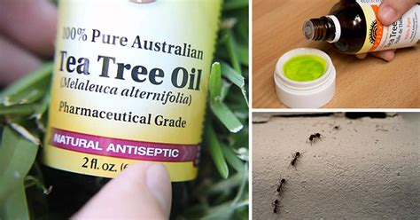 Is tea tree oil toxic to ants?