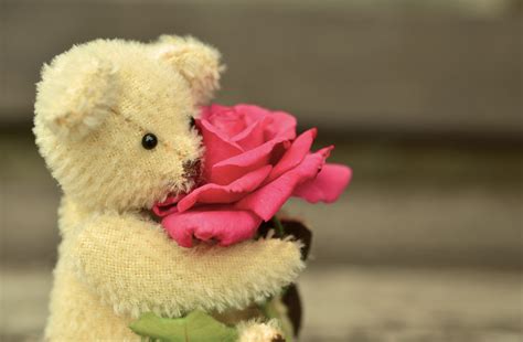 Is teddy bear romantic?