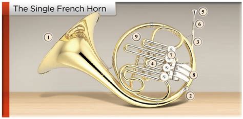 Is the French horn a horn?