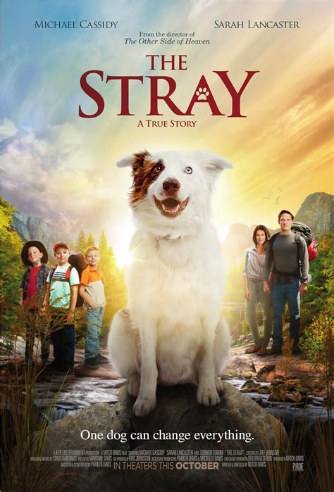Is the Stray a movie true story?