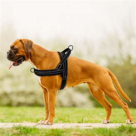 Is the back-clip or front-clip dog harness better?