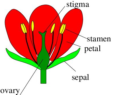 Is the calyx a collection of petals?