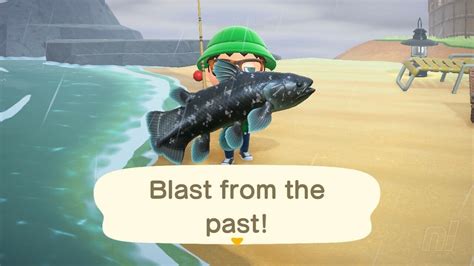 Is the coelacanth the rarest fish in Animal Crossing?