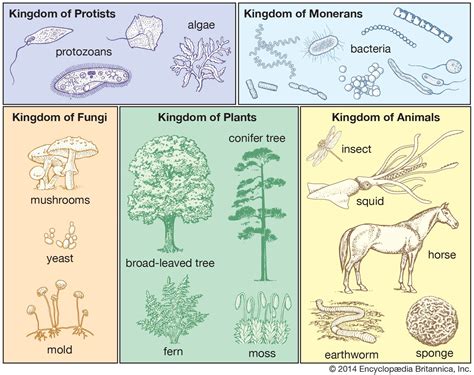 Is the common denominator in all living things?