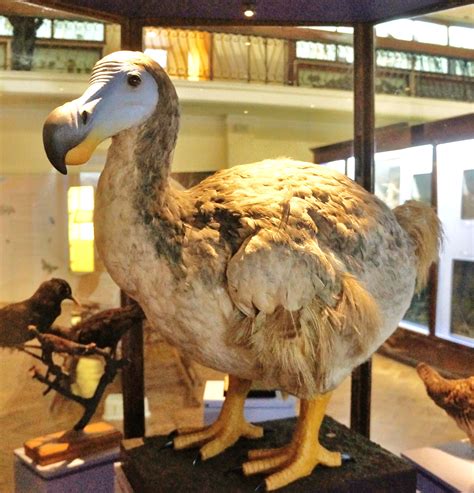 Is the dodo bird really extinct?