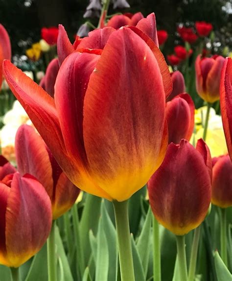 Is the glow tulip rare?