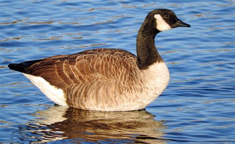Is the goose a national bird?