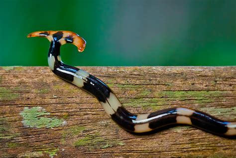 Is the hammerhead worm real?