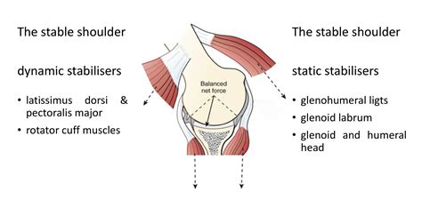 Is the hip or shoulder more stable?