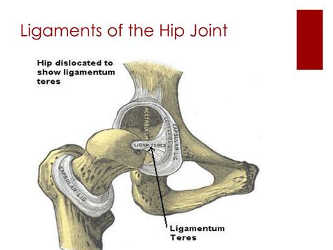 Is the hip the strongest joint?