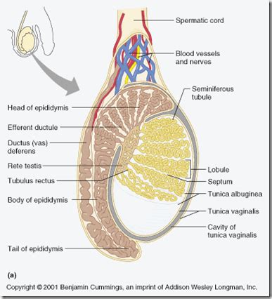 Is the left testicle warmer than the right?