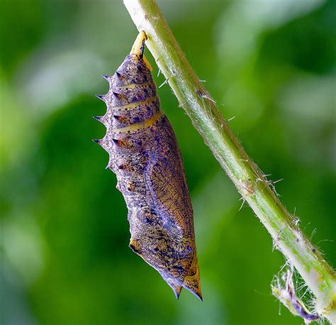 Is the pupa a cocoon?