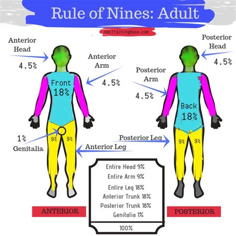 Is the rule of nines accurate?