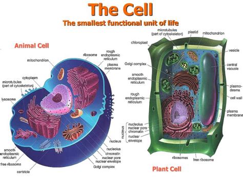 Is the smallest unit a cell?