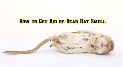 Is the smell of a dead rat harmful?