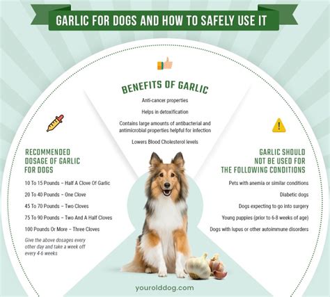 Is the smell of garlic OK for dogs?