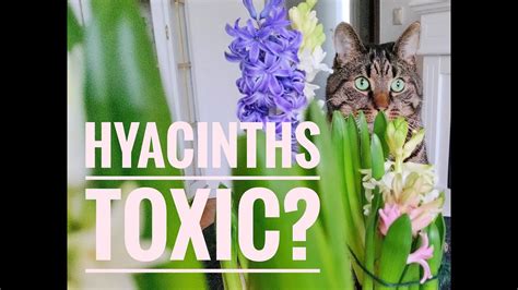 Is the smell of hyacinths poisonous to cats?