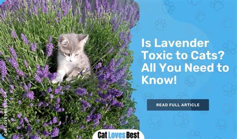 Is the smell of lavender toxic to cats?