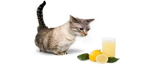 Is the smell of lemon juice toxic to cats?