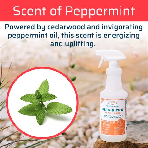 Is the smell of peppermint harmful?