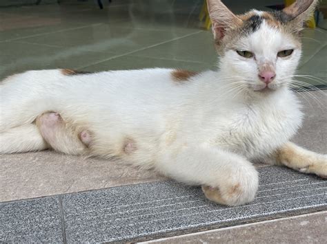 Is the stray cat pregnant?
