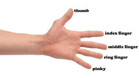 Is the thumb the most useful finger?