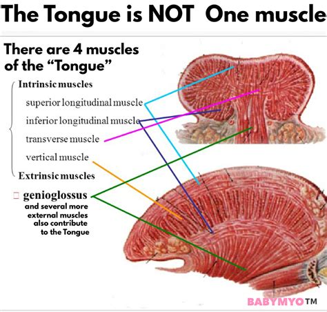 Is the tongue really the strongest muscle?