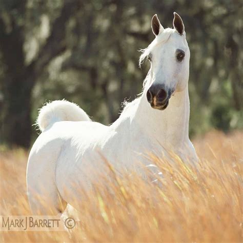 Is the white Arabian a real horse?