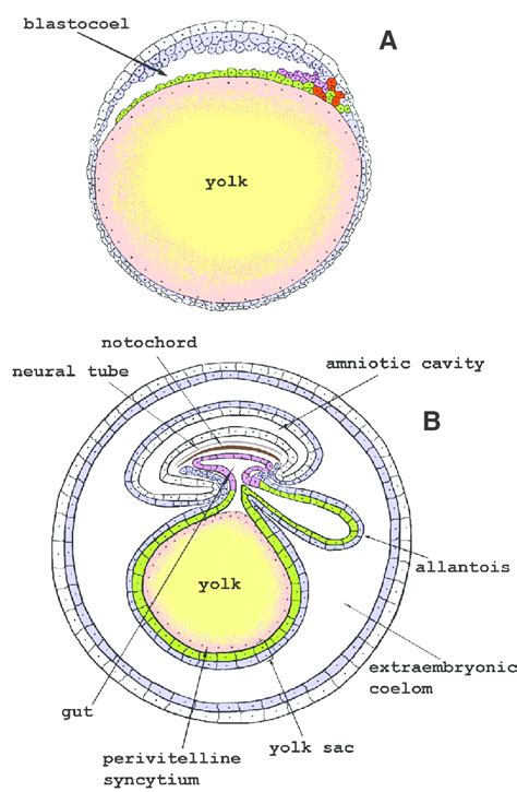 Is the yolk a cell?