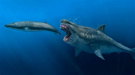 Is there 1 megalodon in the world?