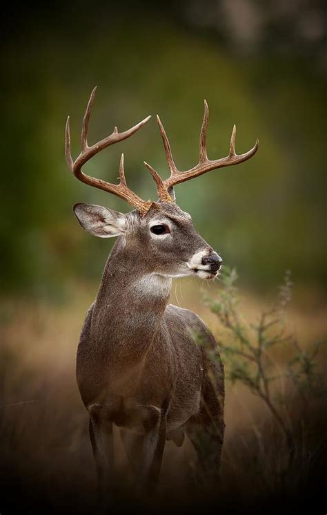 Is there a 10 point buck?