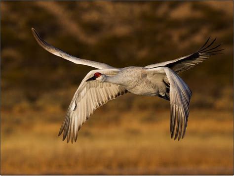 Is there a bird that has 4 wings?