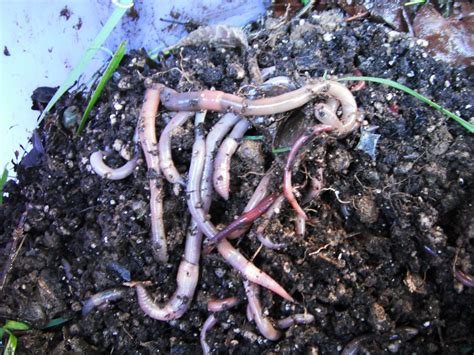 Is there a difference between red worms and red wigglers?