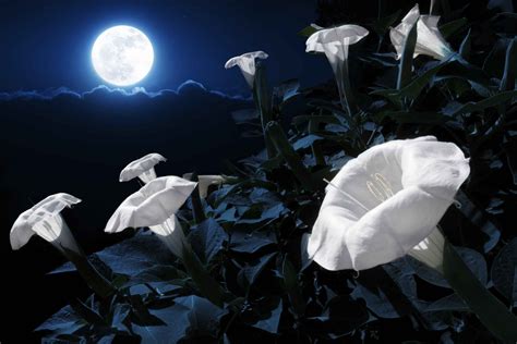 Is there a flower moon?