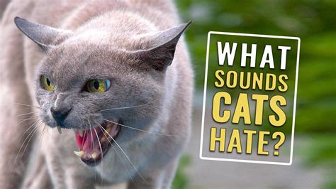Is there a frequency that cats hate?