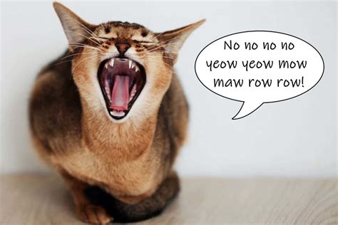 Is there a noise that cats hate?