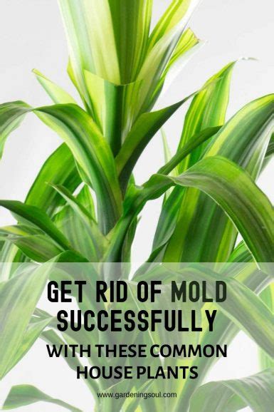 Is there a plant that prevents mold?