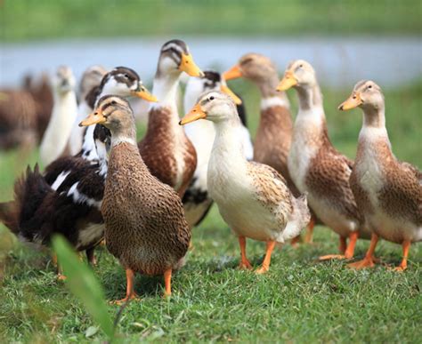 Is there a plural for duck?