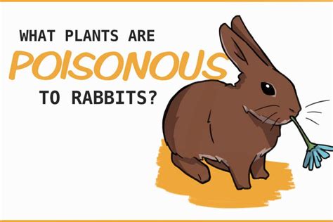 Is there a poison to get rid of rabbits?