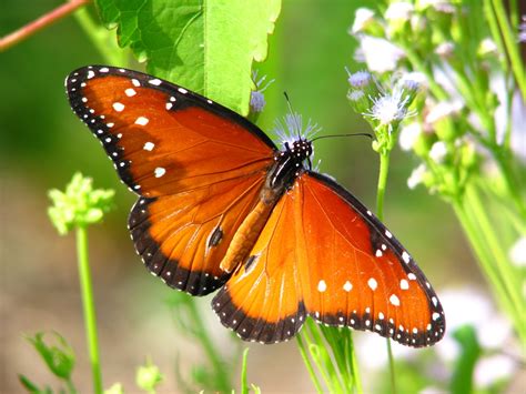 Is there a queen butterfly?