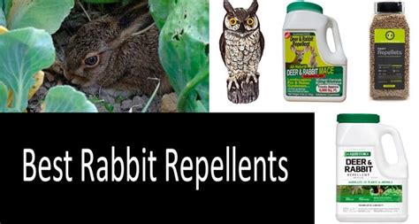 Is there a rabbit repellent that actually works?