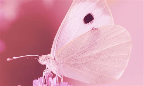 Is there a real pink butterfly?