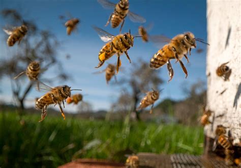 Is there a season for bees?