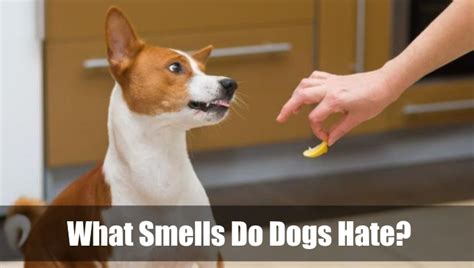 Is there a smell that all dogs hate?