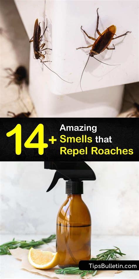 Is there a smell that kills roaches?